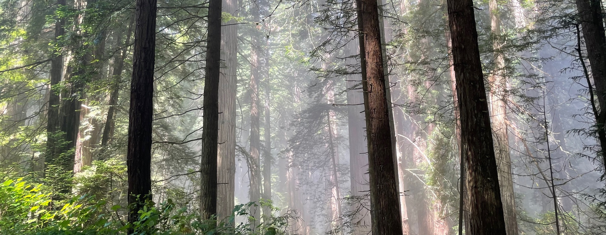 Ancient Redwoods